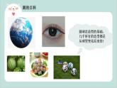 幼兒園中班藝術(shù)活動 第二課 《球球大變身》課件+教案