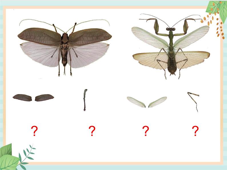 中班科学《有趣的昆虫》课件第6页