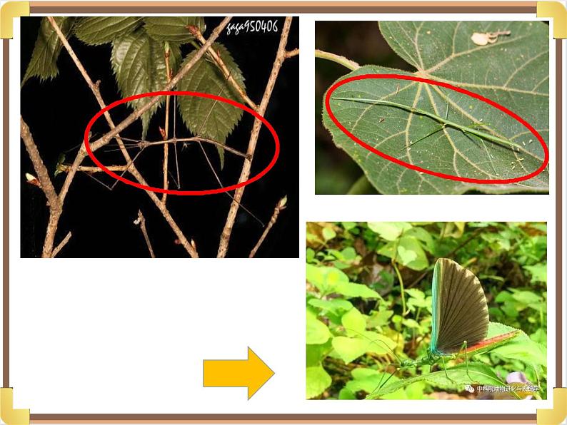 大班科学《动物保护色》课件第7页