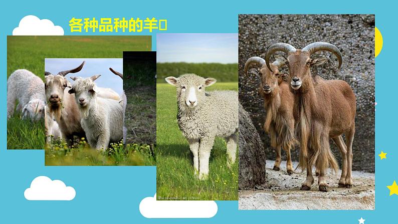 大班艺术领域手工活动《小绵羊》PPT课件03