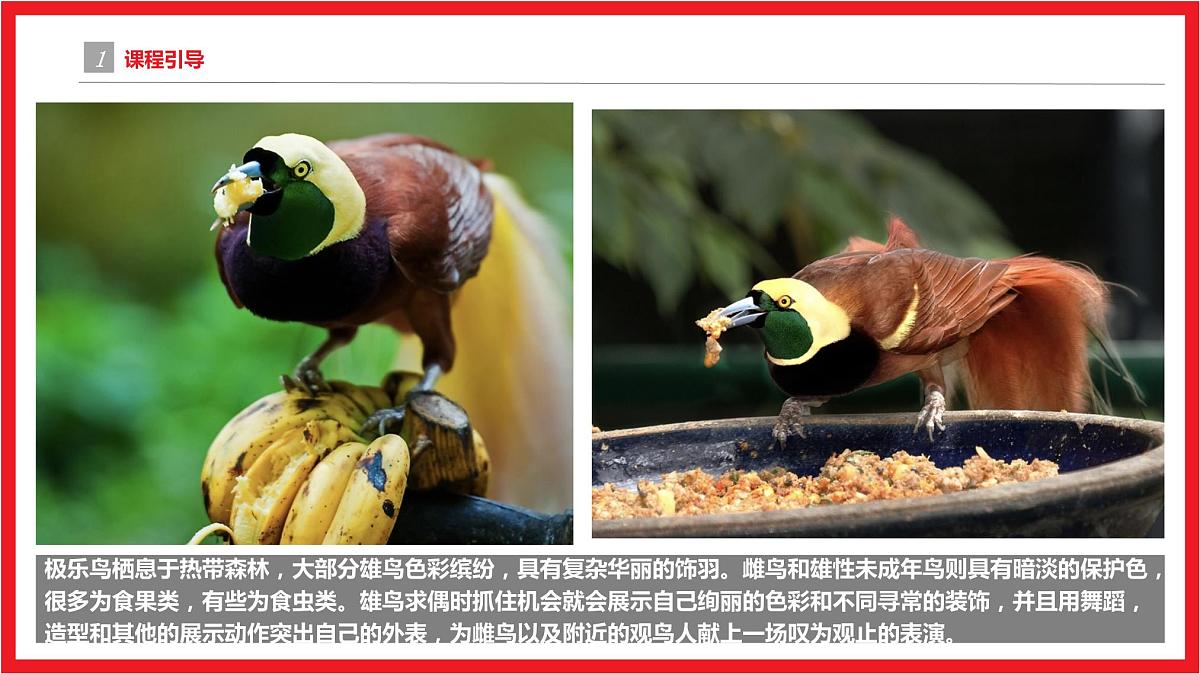 极乐鸟之秋 少儿美术课件第4页