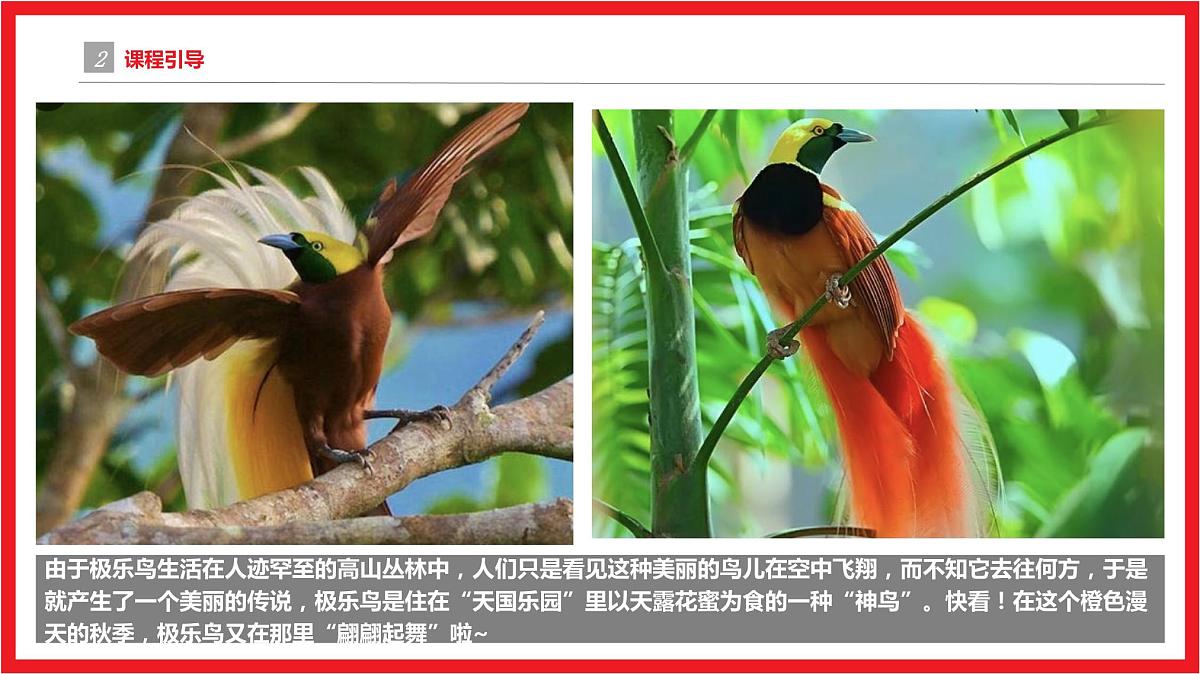 极乐鸟之秋 少儿美术课件第5页
