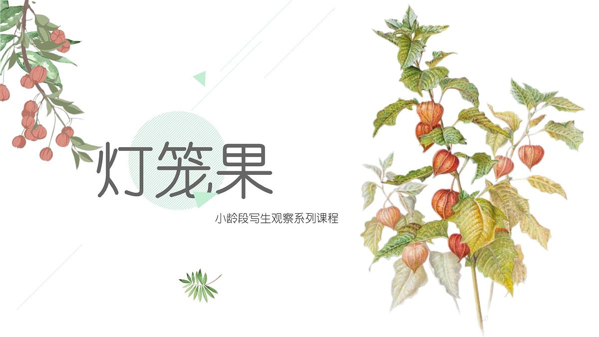 大班《灯笼果》+课件第1页