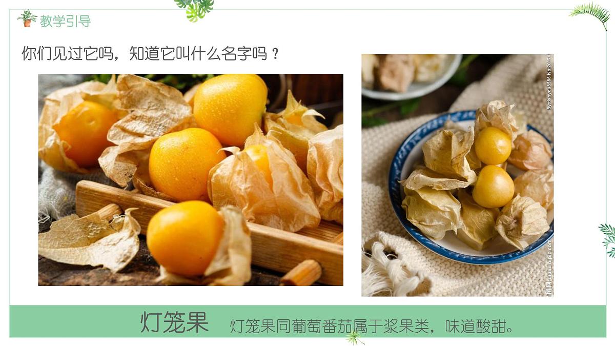 大班《灯笼果》+课件第4页