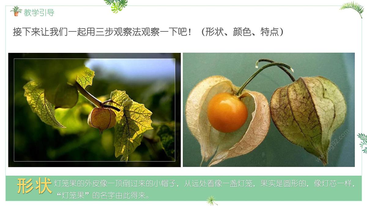 大班《灯笼果》+课件第5页