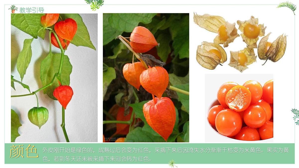 大班《灯笼果》+课件第6页