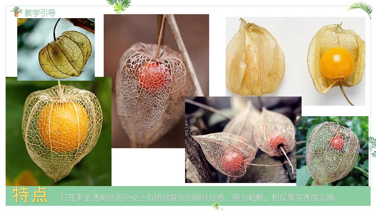 大班《灯笼果》+课件第7页