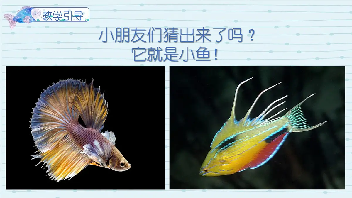 大班《浑水摸鱼》+课件第4页