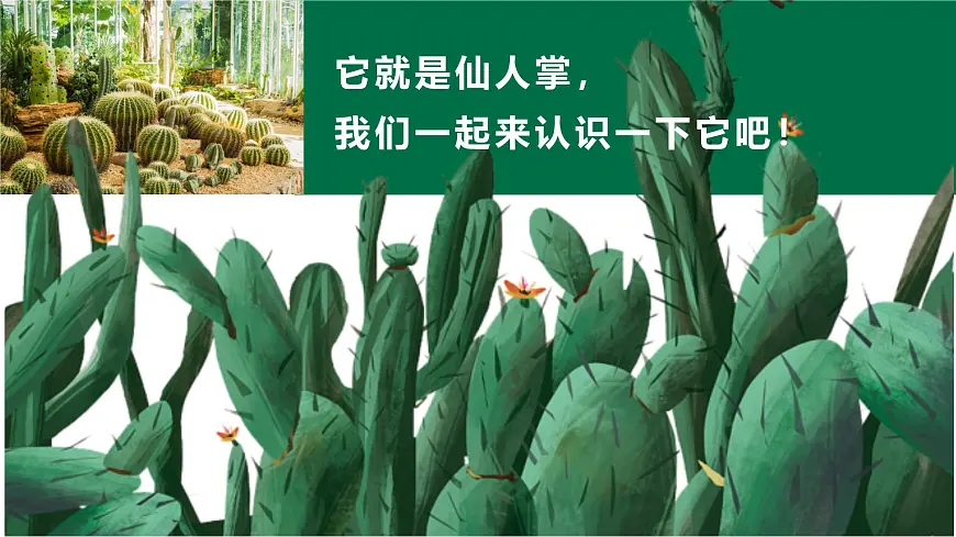 大班《彩色的仙人掌》+课件第6页