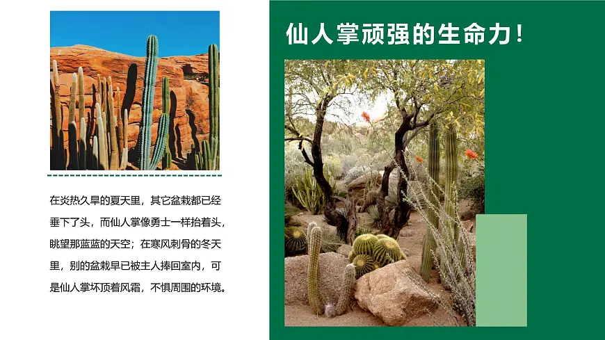 大班《彩色的仙人掌》+课件第7页