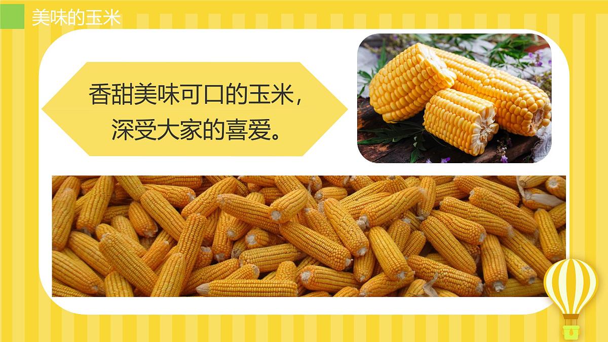 大班《玉米大聚会》+课件第5页