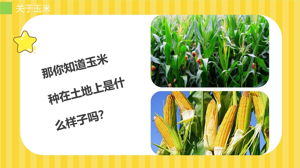 大班《玉米大聚会》+课件第7页