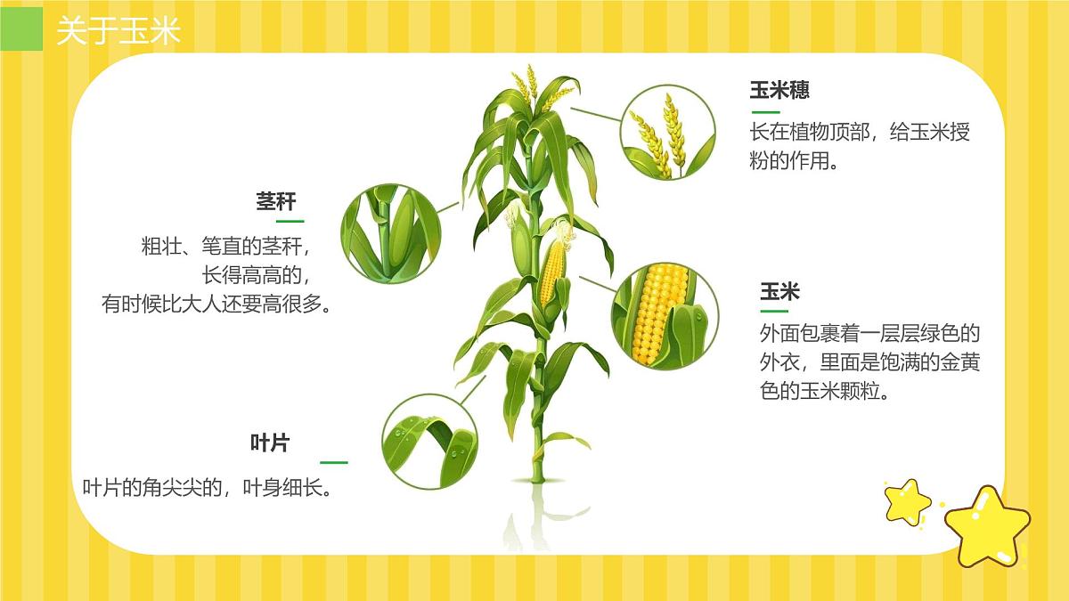 大班《玉米大聚会》+课件第8页