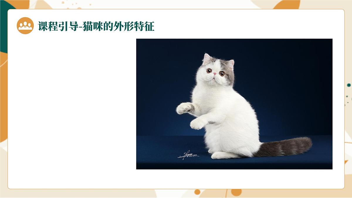 大班《爱吃鱼的小猫》+课件第7页