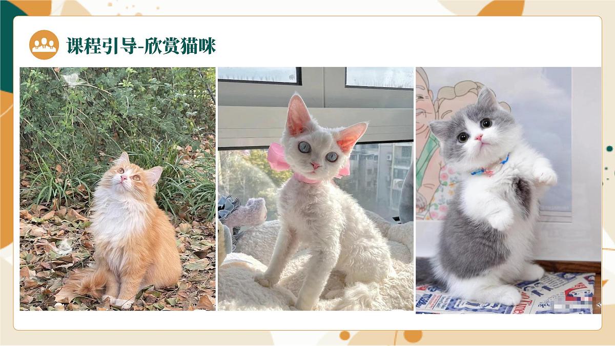大班《爱吃鱼的小猫》+课件第8页