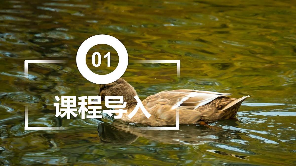 大班《春江水暖鸭先知！》+课件第3页