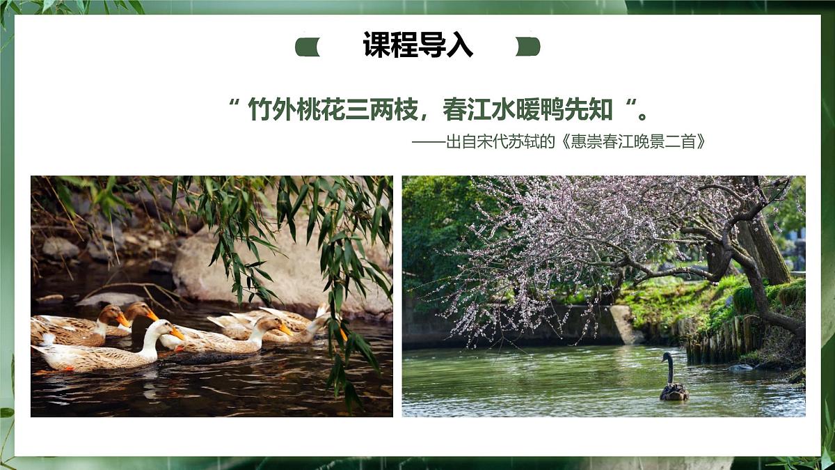 大班《春江水暖鸭先知！》+课件第4页