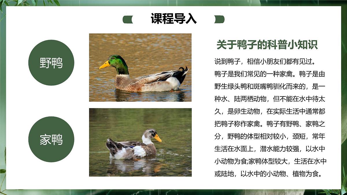 大班《春江水暖鸭先知！》+课件第6页