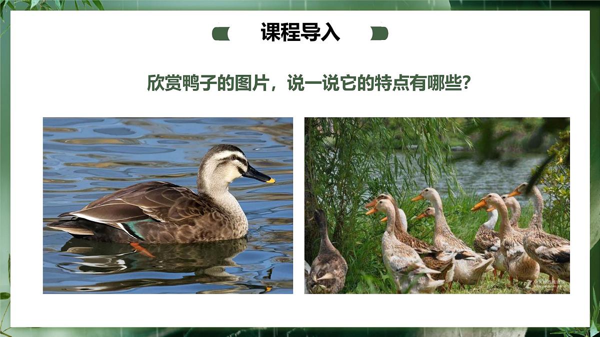 大班《春江水暖鸭先知！》+课件第7页