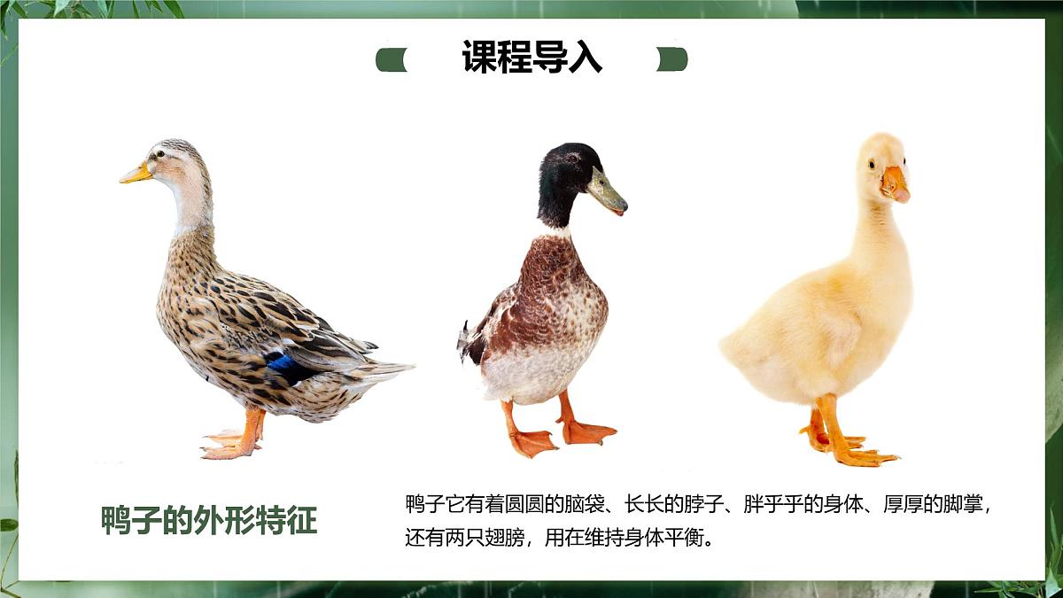 大班《春江水暖鸭先知！》+课件第8页