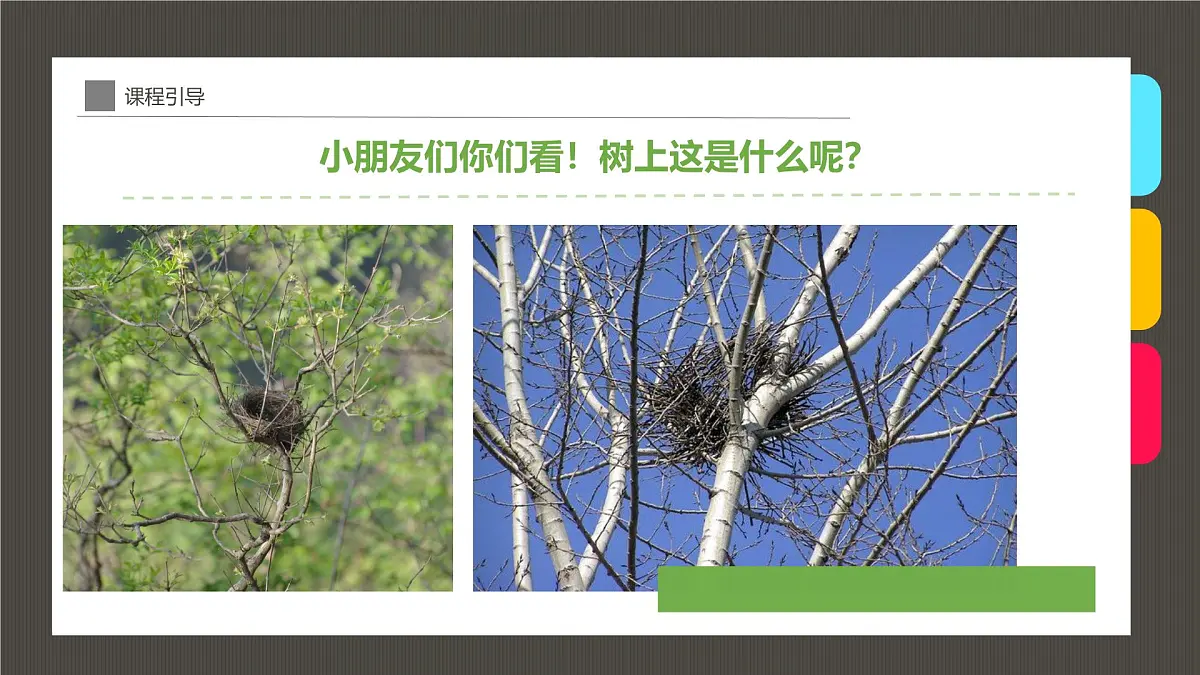 大班《小鸟的家》+课件第4页