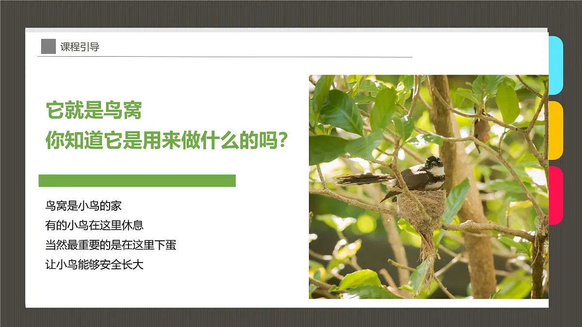 大班《小鸟的家》+课件第5页