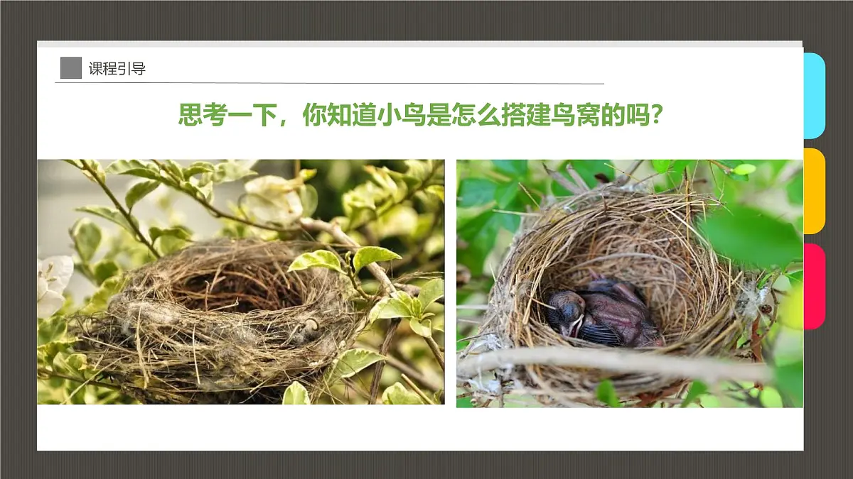 大班《小鸟的家》+课件第6页