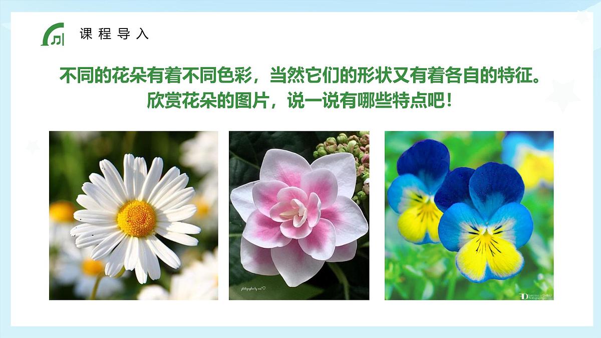 大班《花丛中的小蜜蜂》+课件第6页