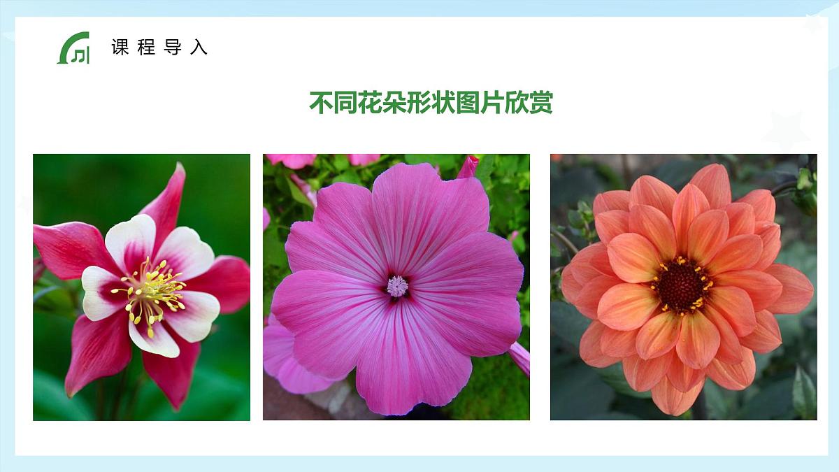 大班《花丛中的小蜜蜂》+课件第8页