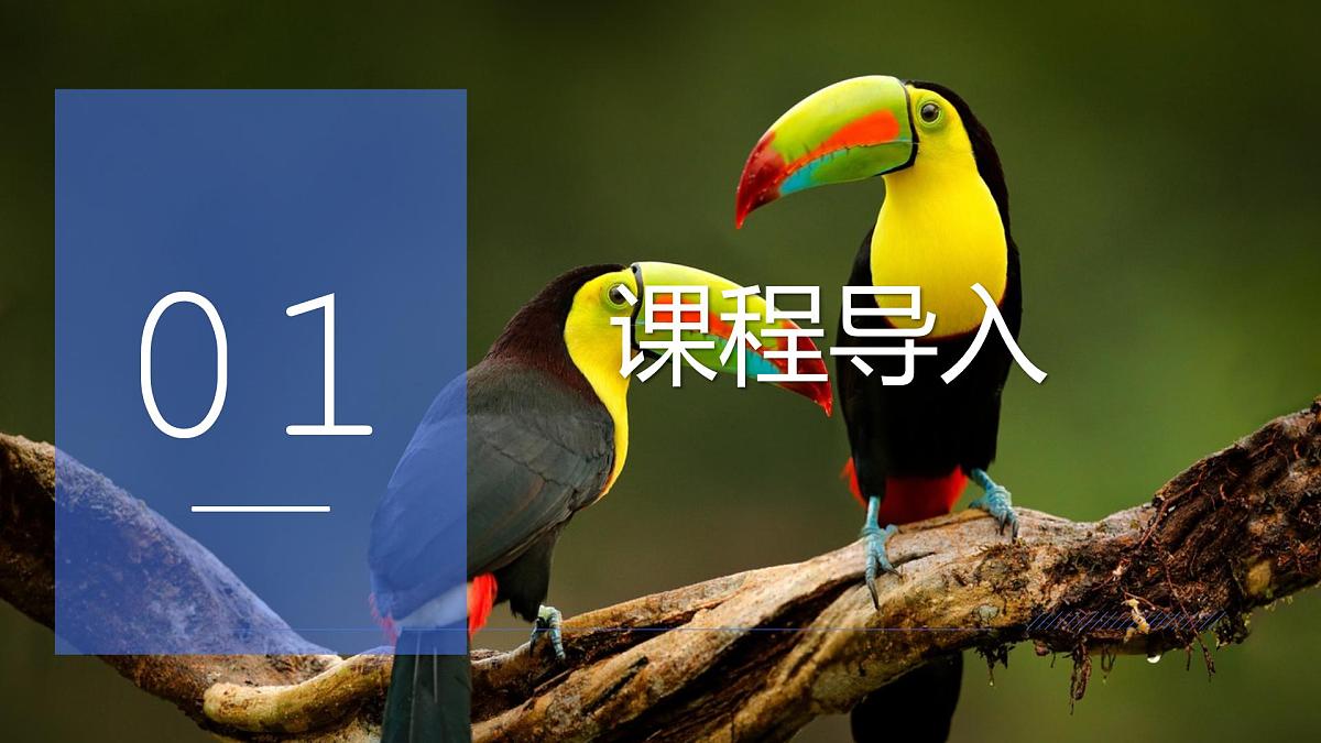 大班《丛林中的大嘴鸟！》+课件第3页