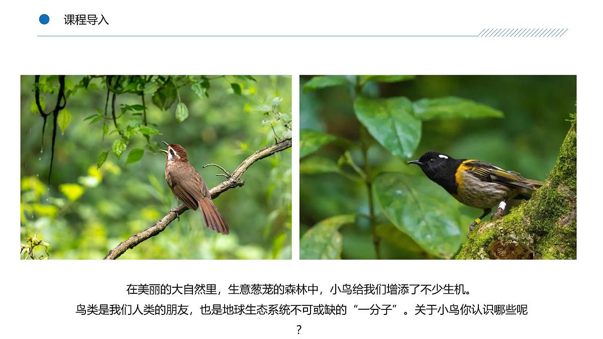 大班《丛林中的大嘴鸟！》+课件第4页