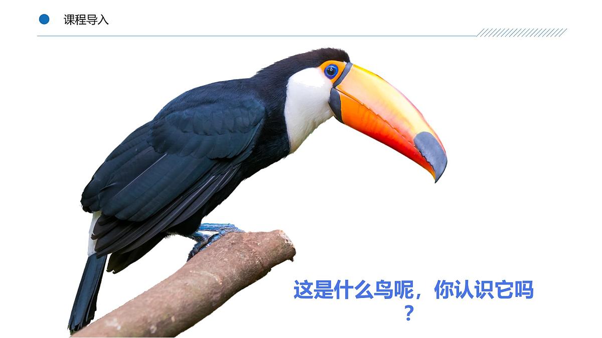 大班《丛林中的大嘴鸟！》+课件第6页