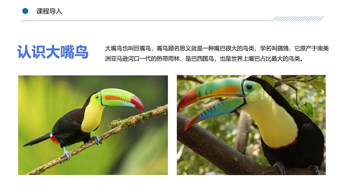大班《丛林中的大嘴鸟！》+课件第7页