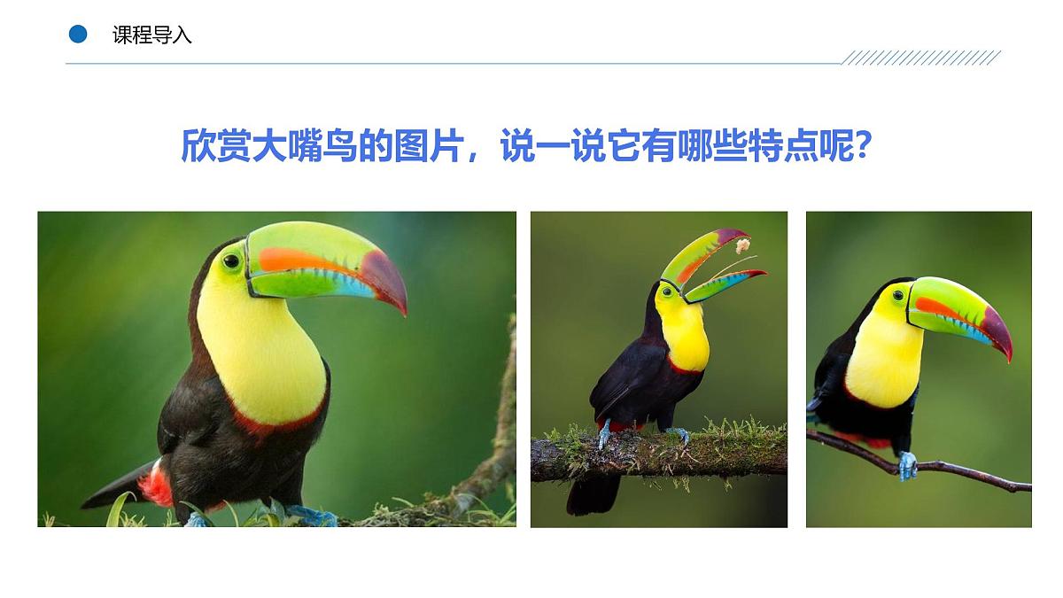 大班《丛林中的大嘴鸟！》+课件第8页