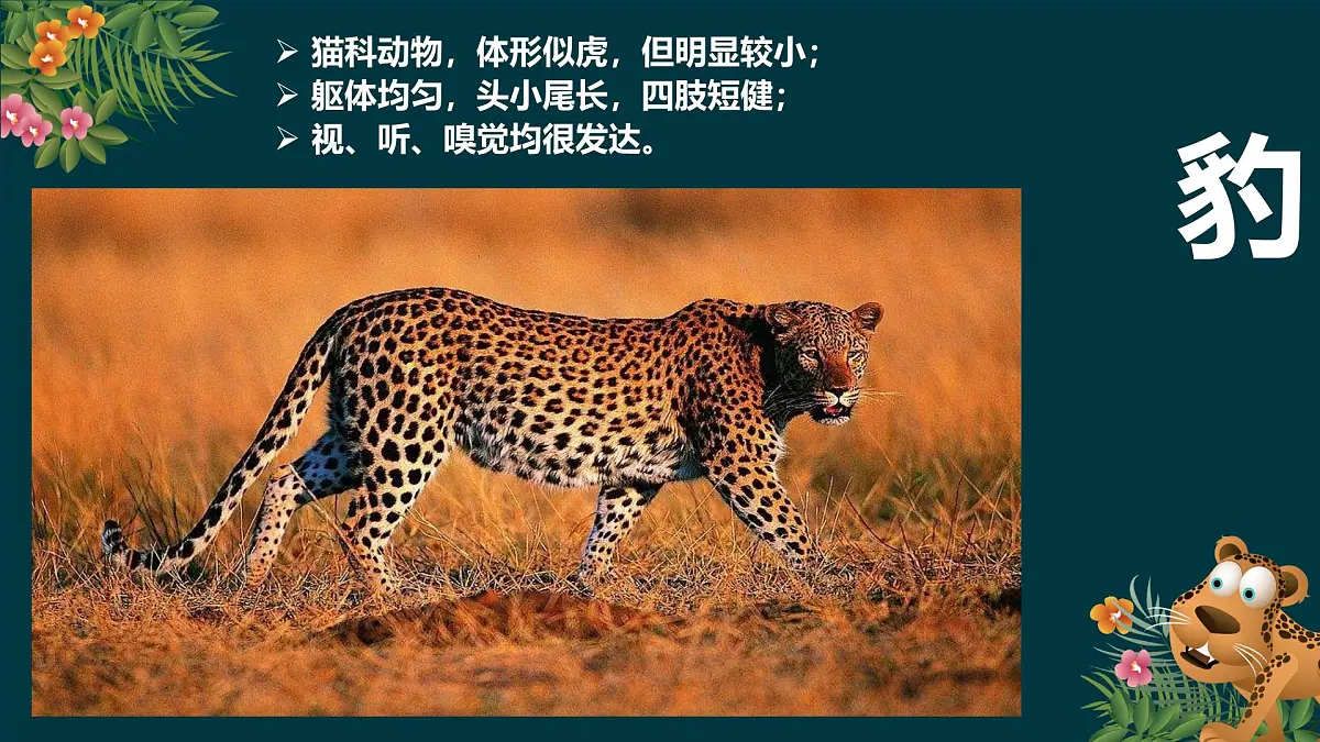 大班《金钱豹》+课件第7页
