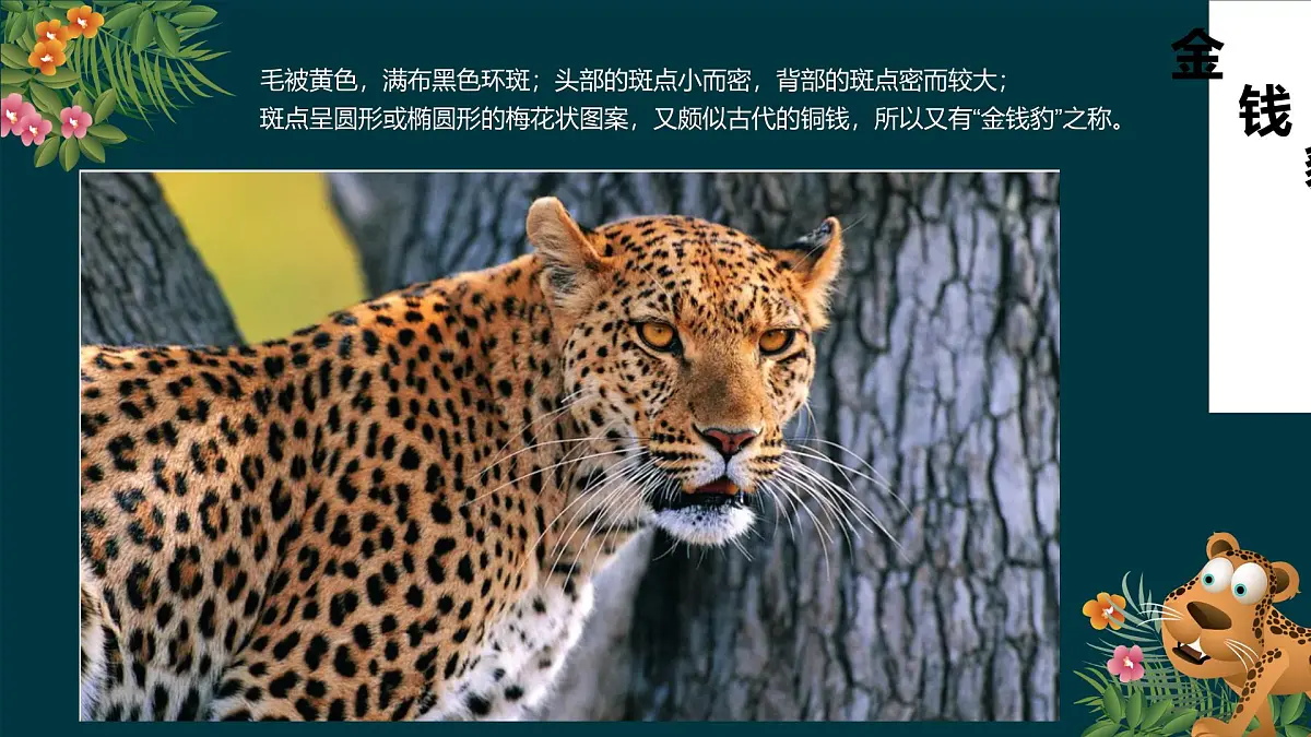大班《金钱豹》+课件第8页