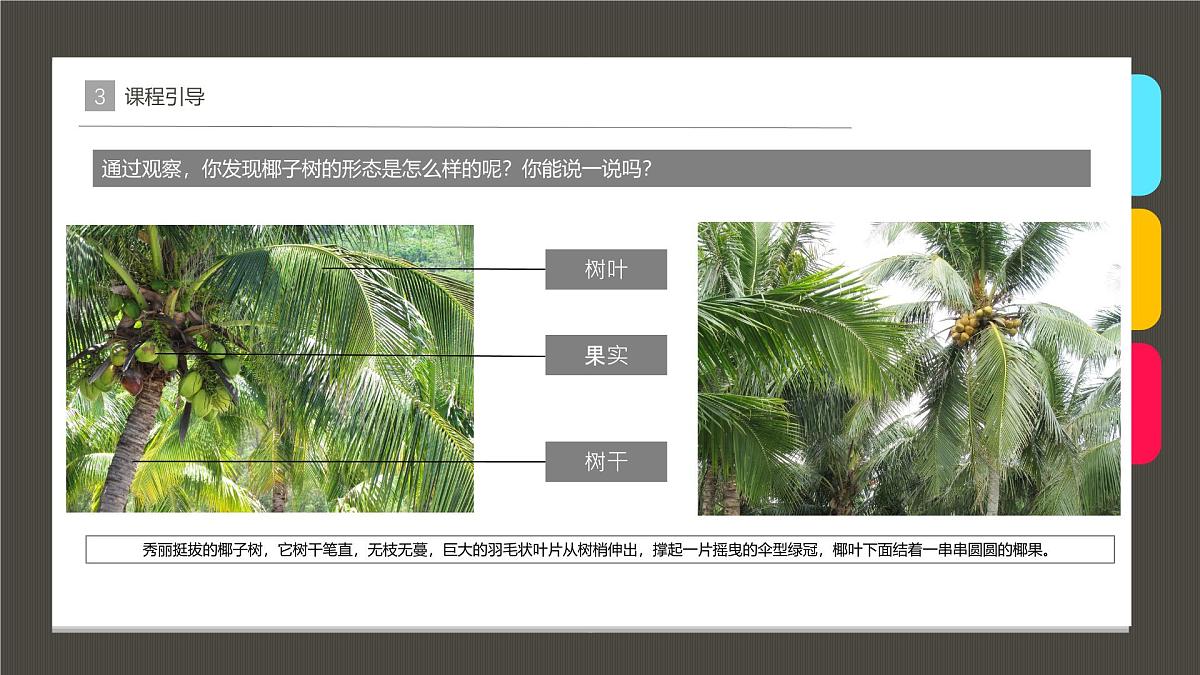 大班《碧海椰风》+课件第7页