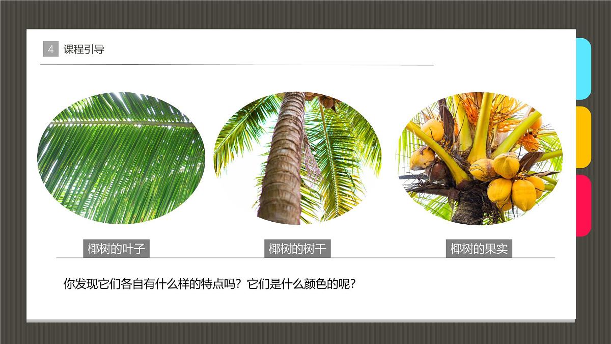 大班《碧海椰风》+课件第8页