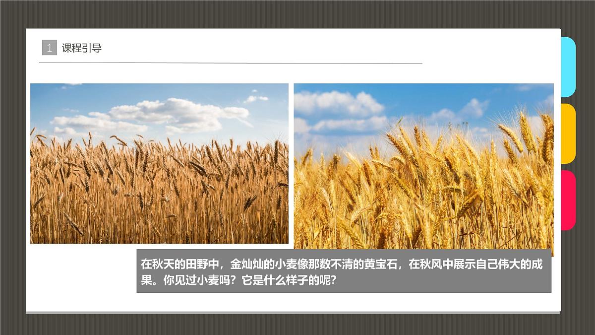 大班《麦子熟了》+课件第4页