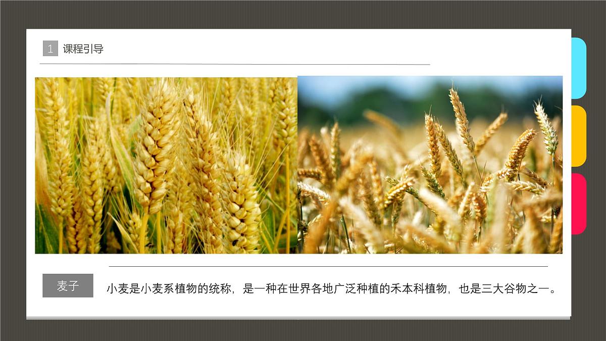 大班《麦子熟了》+课件第5页