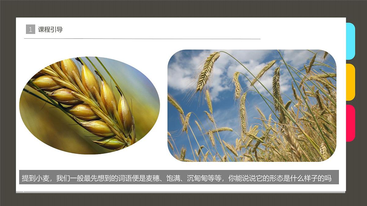 大班《麦子熟了》+课件第6页