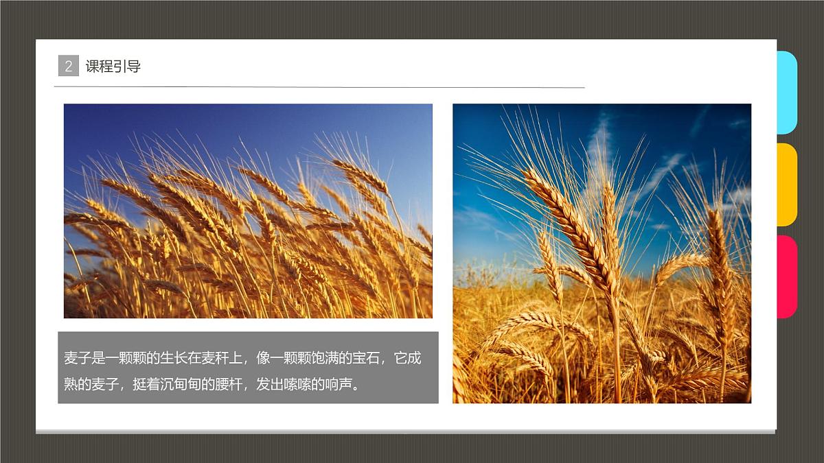大班《麦子熟了》+课件第7页