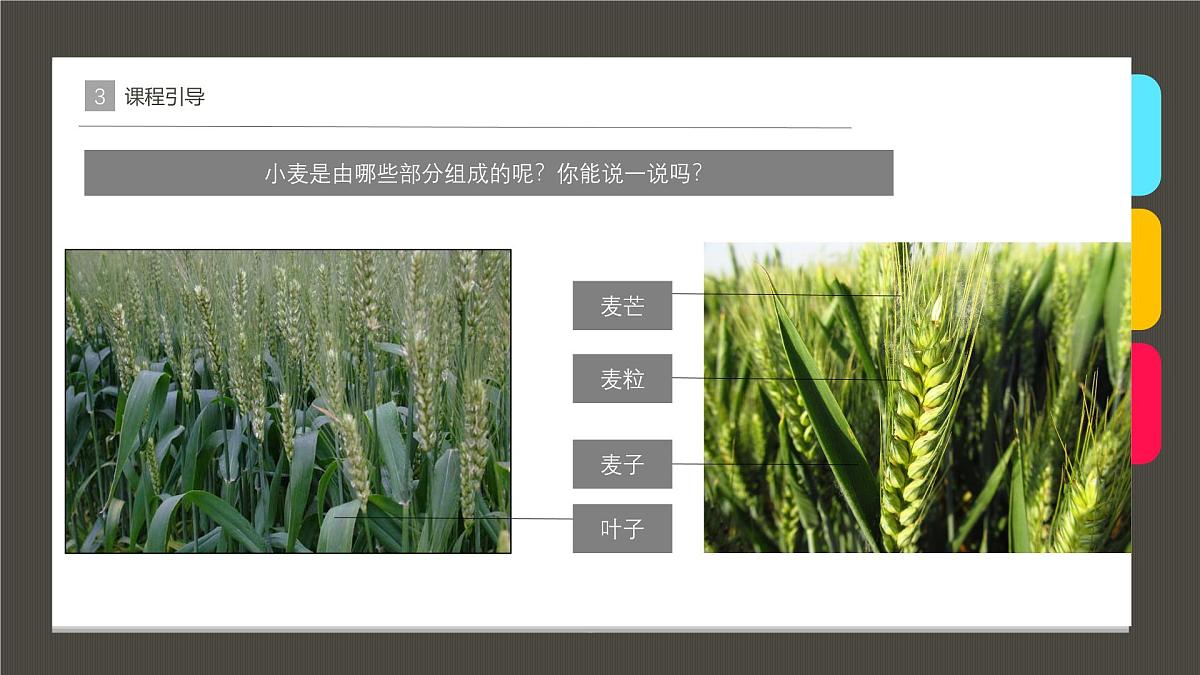 大班《麦子熟了》+课件第8页