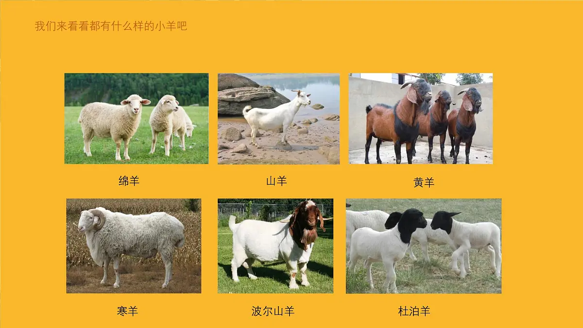 大班《三只小羊》+课件第5页