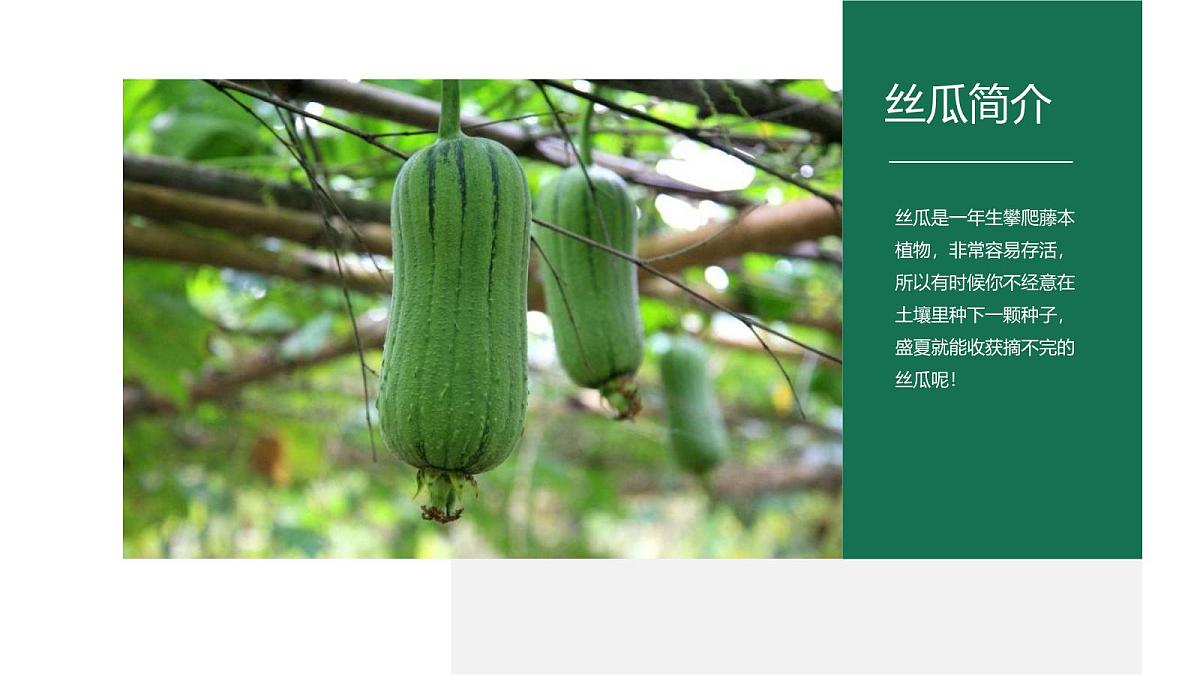 大班《小小青龙藤上挂》+课件第7页