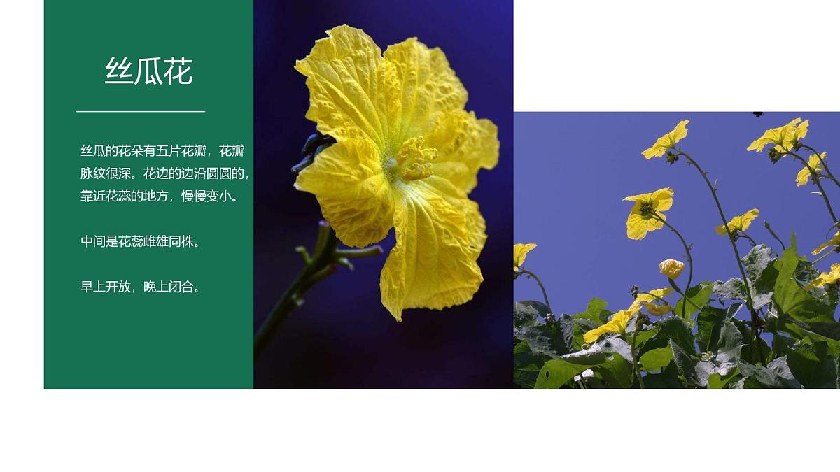 大班《小小青龙藤上挂》+课件第8页