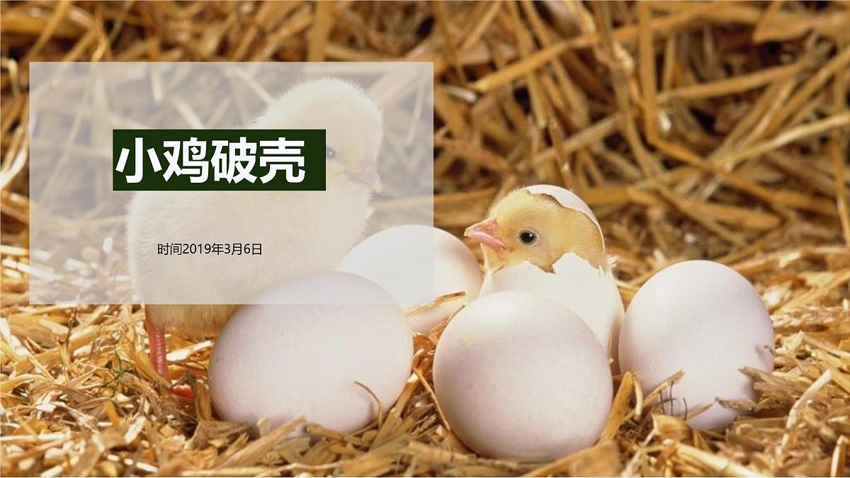 大班《小鸡破壳》+课件第1页