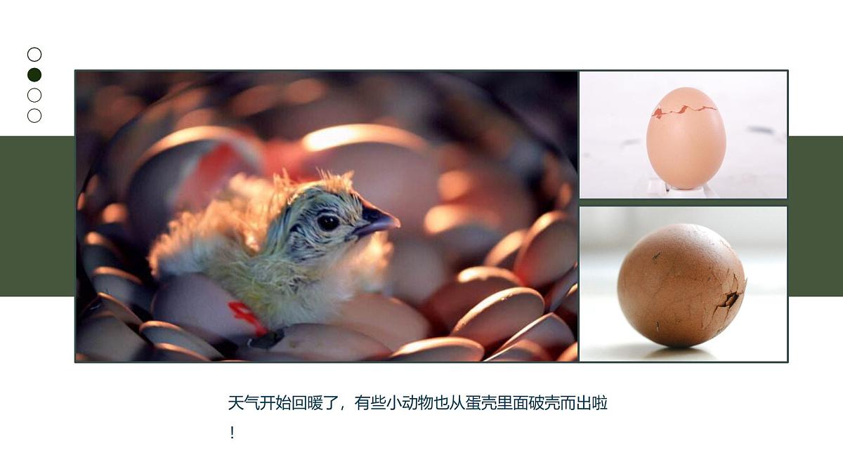 大班《小鸡破壳》+课件第4页