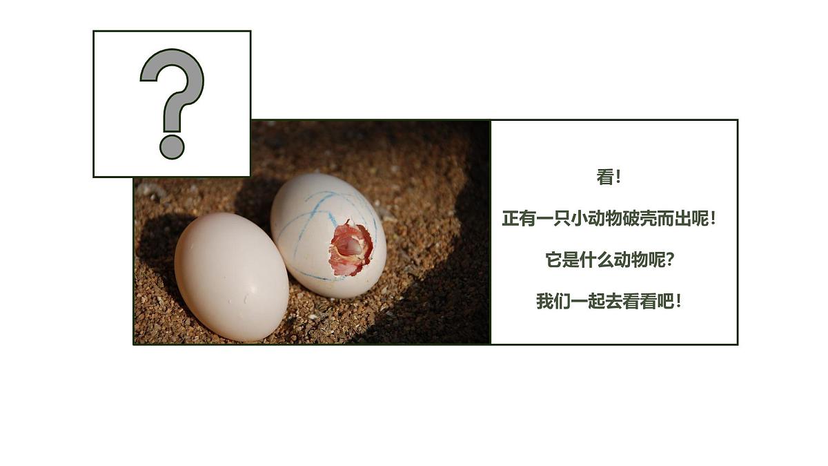 大班《小鸡破壳》+课件第7页