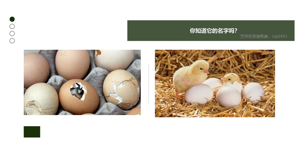 大班《小鸡破壳》+课件第8页